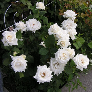 Kremowo-biały - róża wielkokwiatowa - Hybrid Tea